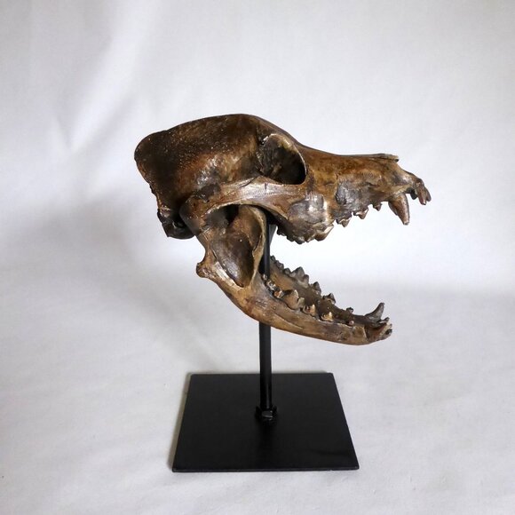 NEW REPLICA DIRE WOLF SKULL ON METAL BASE GOTHIC ODDITY SCULPTURE - Picture 7 of 10